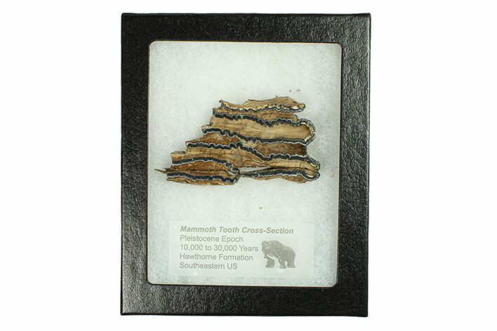 Mammoth Molar Slice With Case - South Carolina #291200